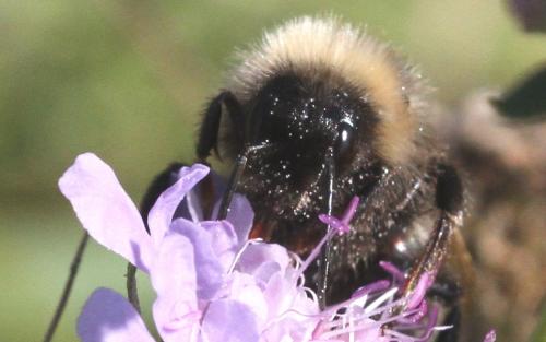 Bombus sp.